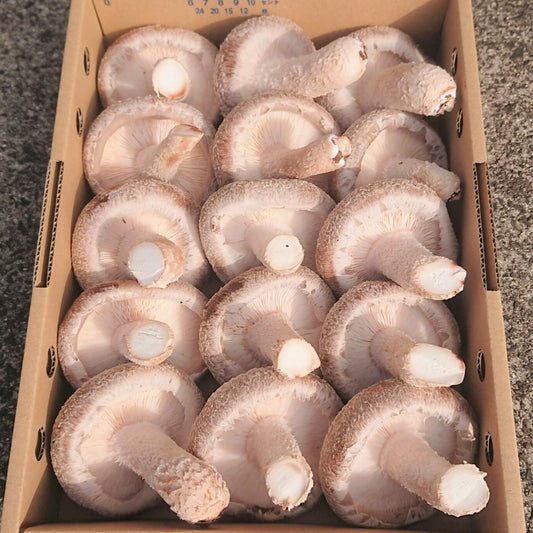 特大で肉厚のプレミアム椎茸
