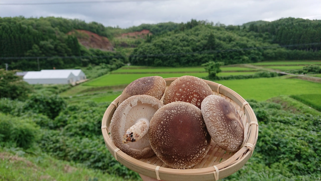 プレミアム椎茸の盛り付け例