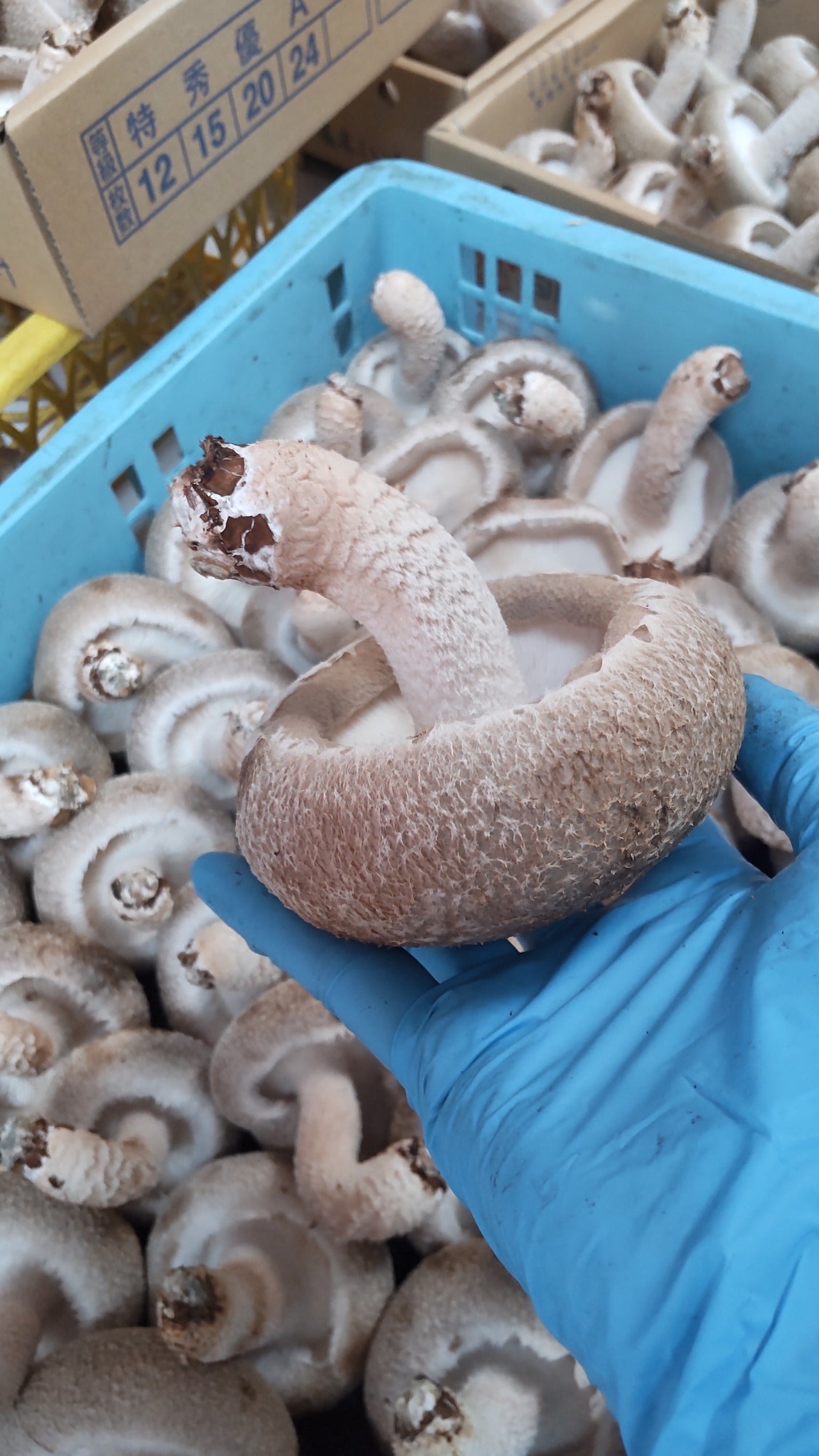 手のひらと椎茸の大きさ比較