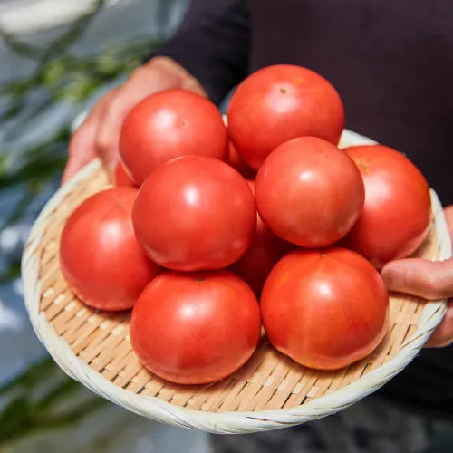 原材料のトマト・能登産
