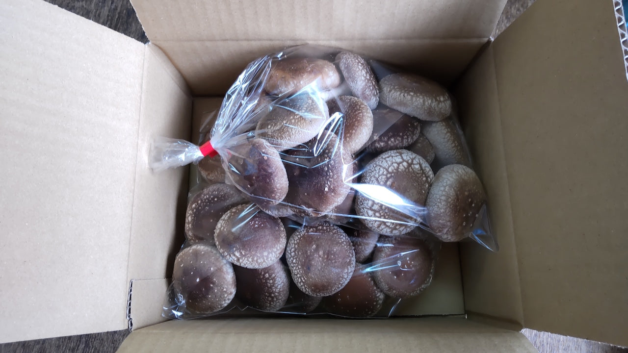 能登の里山が育んだ椎茸の箱詰め