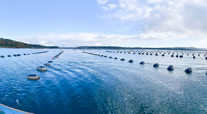 能登半島・七尾湾・牡蠣を育てるに最適な養殖産地