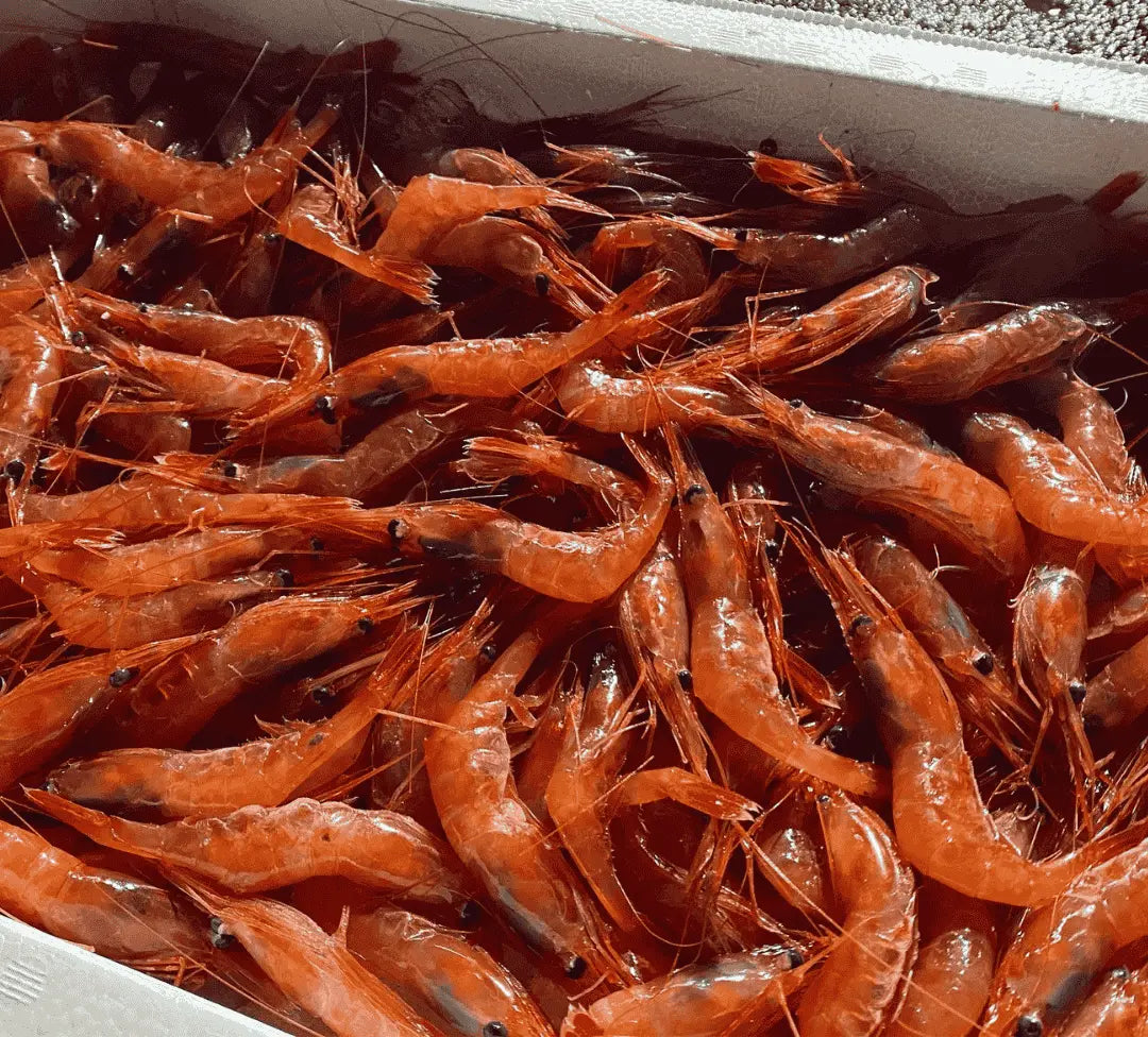 輪島港で水揚げされたばかりの新鮮な甘えびです。海の宝石と言われています。